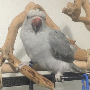 Meet your Posher, Julian